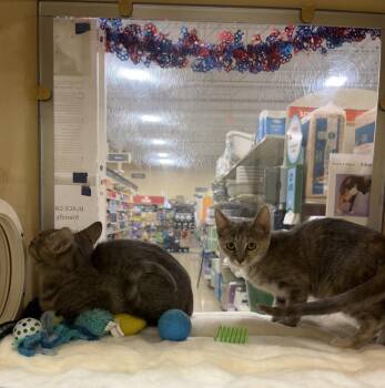 Prince & Princess -  Tabby Cat for Adoption in Charlotte, North Carolina - Prince & Princess | PetCurious