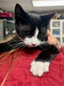 Billy -  Tuxedo and Domestic Short Hair Cat for Adoption in Ringwood, New Jersey - Billy | PetCurious