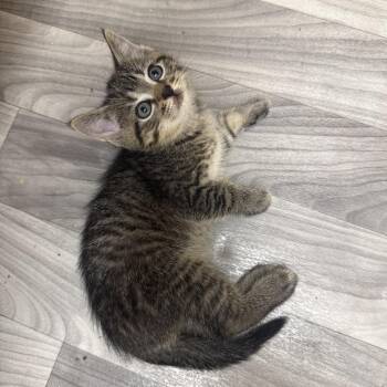 Cavatelli (Grand St Kitten 5) -  Domestic Short Hair Cat for Adoption in Westport, Connecticut - Cavatelli (Grand St Kitten 5) | PetCurious