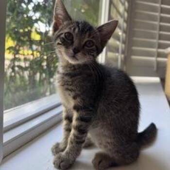 Expelliarmus -  Domestic Short Hair Cat for Adoption in San Antonio, Texas - Expelliarmus | PetCurious