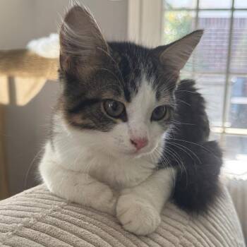 Finn -  Domestic Short Hair Cat for Adoption in Little Rock, Arkansas - Finn | PetCurious
