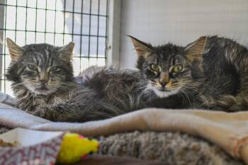 Domestic Medium Hair Cats Available for Adoption in Trenton, New Jersey - Kai | PetCurious