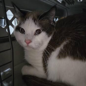 Phillip -  Snowshoe and Domestic Short Hair Cat for Adoption in Sioux Falls, South Dakota - Phillip | PetCurious