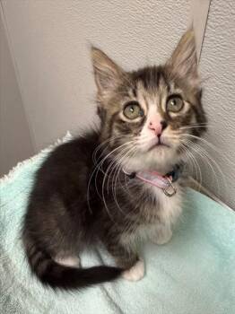 Domestic Short Hair Cats Available for Adoption in Leesburg, Virginia - CRYSTAL | PetCurious