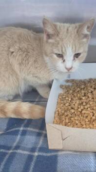 Domestic Short Hair Cats Available for Adoption in El Paso, Texas - 59043896 | PetCurious