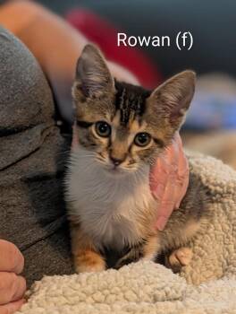Rowan (Available for pre-adoption) -  Calico Cat for Adoption in PORT WENTWRTH, Georgia - Rowan (Available For Pre-adoption) | PetCurious