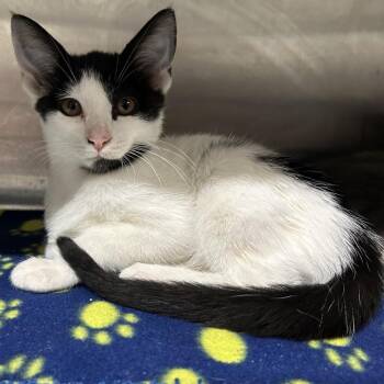 Space Ghost -  Domestic Short Hair Cat for Adoption in Norman, Oklahoma - Space Ghost | PetCurious
