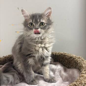 Eeyore -  Domestic Medium Hair Cat for Adoption in Puslinch, Ontario - Eeyore | PetCurious