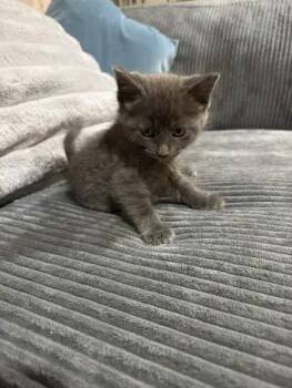 Goose -  Domestic Short Hair Cat for Adoption in Wyoming, Michigan - Goose | PetCurious