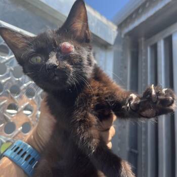 McCheese -  Domestic Medium Hair Cat for Adoption in Chattanooga, Tennessee - McCheese | PetCurious