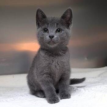 Foxy -  Domestic Short Hair Cat for Adoption in Michigan City, Indiana - Foxy | PetCurious