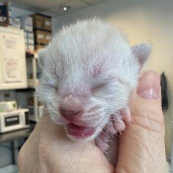 Lily 8 -  Domestic Short Hair Cat for Adoption in Austin, Texas - Lily 8 | PetCurious