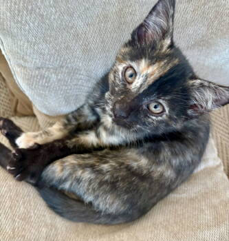 Rescue Tortoiseshell Cats for Adoption in Penndel, Pennsylvania - Philly | PetCurious