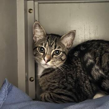 Little Girl -  Domestic Short Hair Cat for Adoption in Ojai, California - Little Girl | PetCurious
