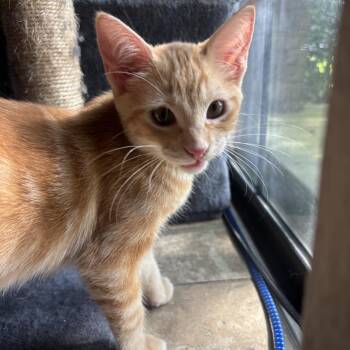 Suki -  Domestic Short Hair Cat for Adoption in NEW PT RICHEY, Florida - Suki | PetCurious