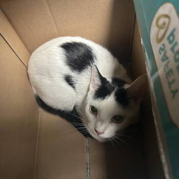 Silver -  Domestic Short Hair Cat for Adoption in Philadelphia, Pennsylvania - Silver | PetCurious