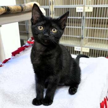 Domestic Short Hair Cats Available for Adoption in Michigan City, Indiana - Solterra | PetCurious