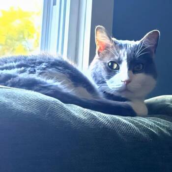 Willis -  Domestic Short Hair Cat for Adoption in Des Moines, Iowa - Willis | PetCurious