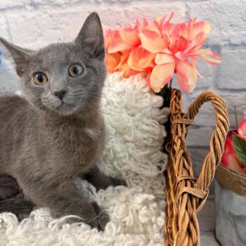Tater -  Domestic Short Hair and Extra Toes Cat Hemingway Polydactyl Cat for Adoption in Harrisonburg, Virginia - Tater | PetCurious