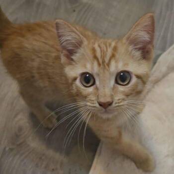 Kronk -  Domestic Short Hair Cat for Adoption in Knoxville, Tennessee - Kronk | PetCurious