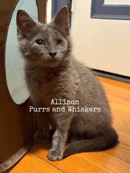Allison -  Domestic Short Hair Cat for Adoption in New Hartford, New York - Allison | PetCurious