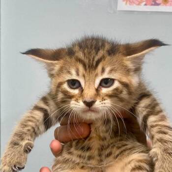 Laurel -  Domestic Medium Hair Cat for Adoption in Huntsville, Arkansas - Laurel | PetCurious