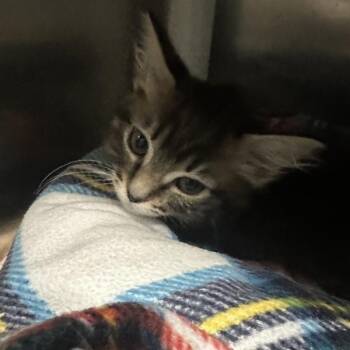 Pandora -  Domestic Short Hair Cat for Adoption in Walnut Creek, California - Pandora | PetCurious