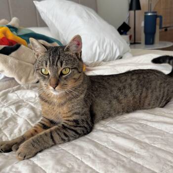 Rescue Domestic Short Hair Cats for Adoption in Melrose, Massachusetts - Tommy Boy | PetCurious
