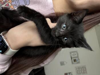 Rescue Domestic Short Hair Cats for Adoption in Fort Worth, Texas - Ruhn | PetCurious