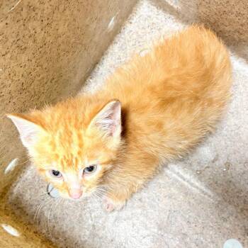 Tater Tot -  Domestic Short Hair Cat for Adoption in Medford Lakes, New Jersey - Tater Tot | PetCurious