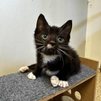 Domestic Short Hair Cats Available for Adoption in Medford, Oregon - Posey | PetCurious