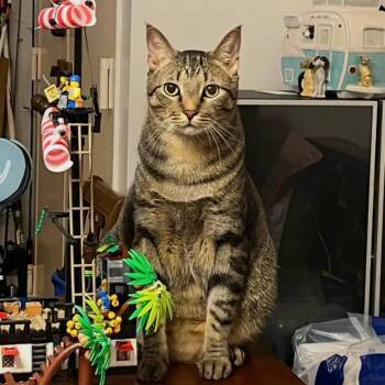 Tabby Cats Available for Adoption - Bisou | PetCurious