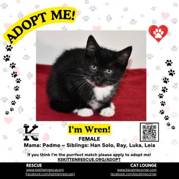 Wren -  Domestic Short Hair Cat for Adoption in OSBORNVILLE, New Jersey - Wren | PetCurious