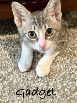 Gadget -  Domestic Short Hair Cat for Adoption in Fort Collins, Colorado - Gadget | PetCurious