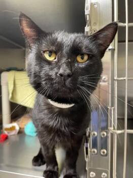 Domestic Short Hair Cats Available for Adoption - Shrike | PetCurious