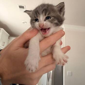 Domestic Short Hair Cats Available for Adoption in Inman, South Carolina - Sammy | PetCurious