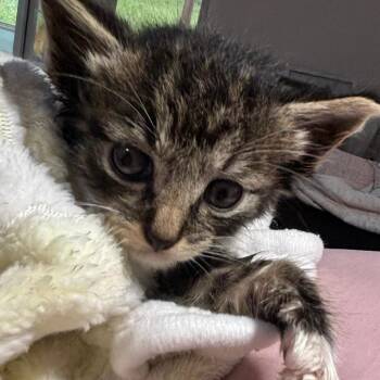 Truffle -  Domestic Medium Hair Cat for Adoption in Volcano, Hawaii - Truffle | PetCurious