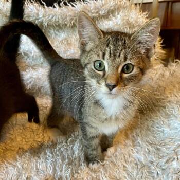 Rescue Tabby Cats for Adoption in Bethel, Connecticut - Indie | PetCurious
