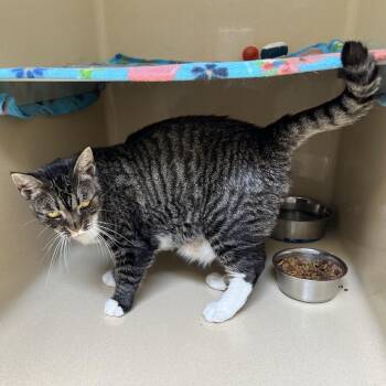Noelle -  Tabby and Tortoiseshell Cat for Adoption in Clarksville, Virginia - Noelle | PetCurious