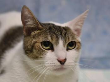 Lennon -  Domestic Short Hair Cat for Adoption in Portland, Oregon - Lennon | PetCurious
