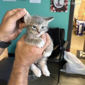 Taquito -  Domestic Medium Hair Cat for Adoption in Hinesville, Georgia - Taquito | PetCurious