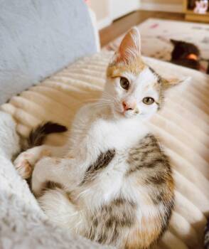 Peachy -  Calico and Domestic Short Hair Cat for Adoption in Georgetown, Kentucky - Peachy | PetCurious
