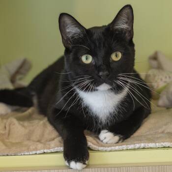 Casper -  Domestic Short Hair Cat for Adoption in Pontiac, Michigan - Casper | PetCurious