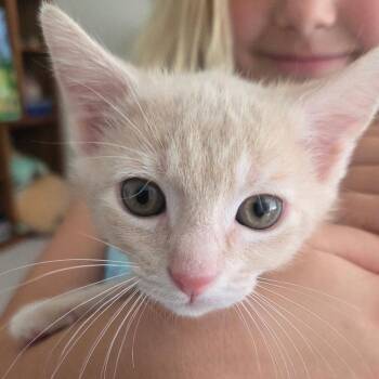 Nemo -  Domestic Short Hair Cat for Adoption in Greensboro, North Carolina - Nemo | PetCurious