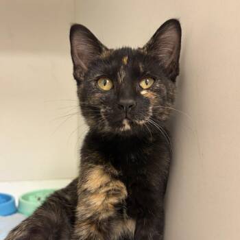 Princesa -  Domestic Short Hair Cat for Adoption in Champaign, Illinois - Princesa | PetCurious