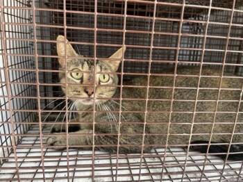 A657068 -  Domestic Short Hair Cat Available for Adoption in Houston, Texas - A657068 | PetCurious