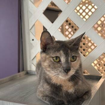 Sparrow -  Domestic Short Hair Cat for Adoption in Hopewell, Virginia - Sparrow | PetCurious