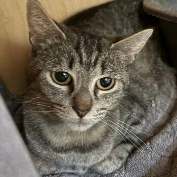 Domestic Short Hair Cats Available for Adoption in Chesapeake, Virginia - Meryl | PetCurious