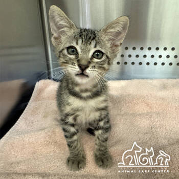 Rescue Domestic Short Hair Cats for Adoption in Irvine, California - ALMOND | PetCurious