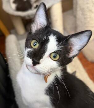 Beyonce -  Domestic Short Hair Cat for Adoption in Arlington, Washington - Beyonce | PetCurious